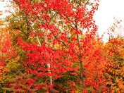 fall leaves 