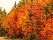 colourful fall leaves