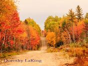 colourful fall leaves