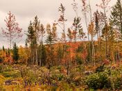 colourful fall leaves