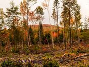 colourful fall leaves