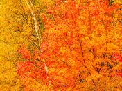 colourful fall leaves