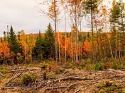 colourful fall leaves
