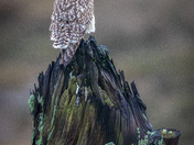 Short-eared Owl