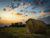 Daybreak Forage