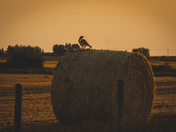 Pursuit of Provision