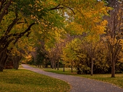 Moody Autumn Pathway