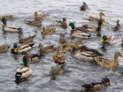 Cluster Duck