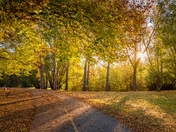 Bright Road Through An Autumn Park