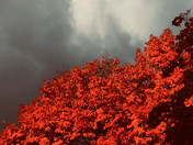 Fiery Autumn Tree