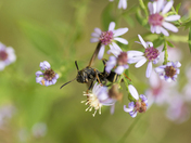 The buzz around town