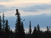 Where Eagles Fly