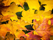 Maple leaves