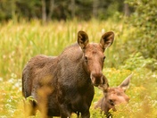 Under a watchful eye 