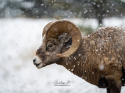 Bighorn Sheep 