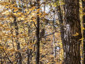 Gatineau Park Wildlife