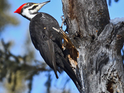 Pileated Woodpecker