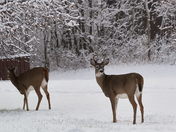 Young Buck in Fresh Snow
