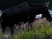 Dawn Moose Silhouette