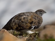 White-tailed ptarmigan portrait