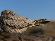 Common nighthawk roosting