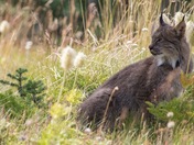 Lynx in an alpine meadow 