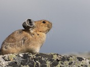 Pika highlighted by a beam of sunlight