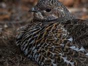 Spruce Grouse