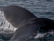 Humpback Whale Tail