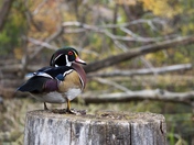 Wood Duck