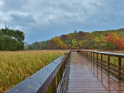 Wet boardwalk.