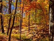 Bright Fall colors in the woods, Mississauga, ON