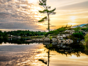 The Tree 