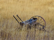 The Old Seed