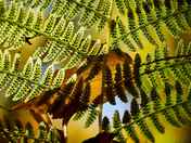 Hidden face of fern.