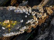 Turkey Tails