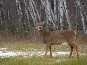 Beautiful Doe
