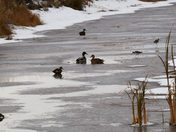 A Thin Layer of Ice