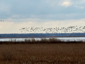 Oak Hammock Marsh