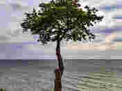 Lone tree next t the Lake Ontario, Oakville, ON
