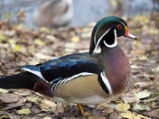 Wood Duck 