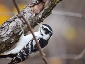 Downy Woodpecker