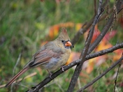 Northern Cardinal (and the less fortunate)
