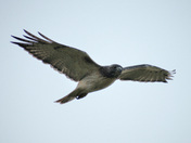 Red-tailed Hawk