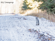 Canada Lynx Surprise