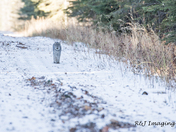 Canada Lynx Surprise