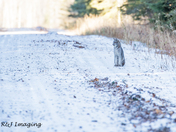 Canada Lynx Surprise
