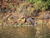 A Goose enjoying Autumn
