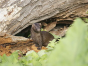 A beautiful and tranquil mink