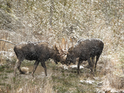 Rutting Bull Moose